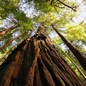 about muir woods