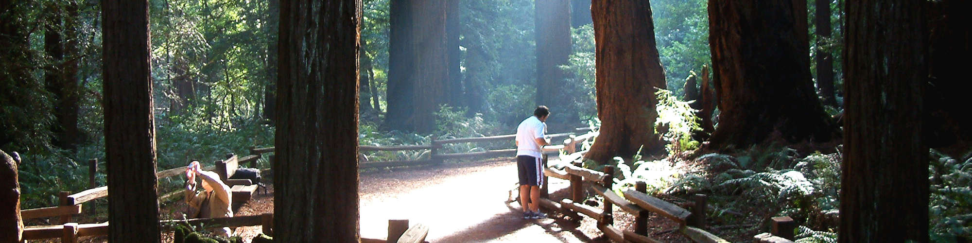 Muir Woods Path With Hikers