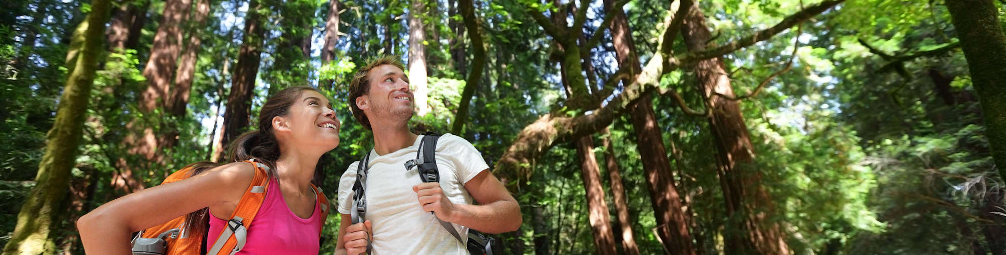 Hikers looking at the trees in Muir Woods